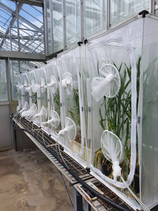 Rows of bug dorms in the UWA Plant Growth Facility.
