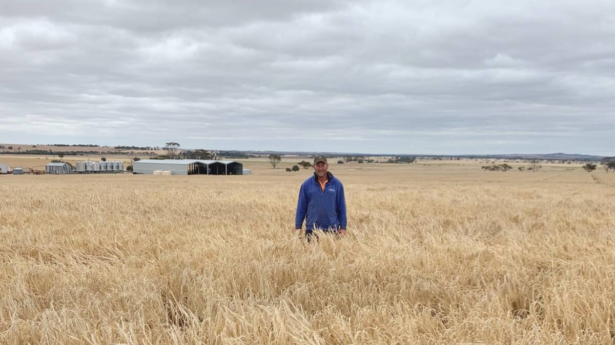 Quairading farmer Craig Anderson in his Commodus CL crop in November last year. Mr Anderson was keen to use the Clearfield barley system within his rotation for weed control. 