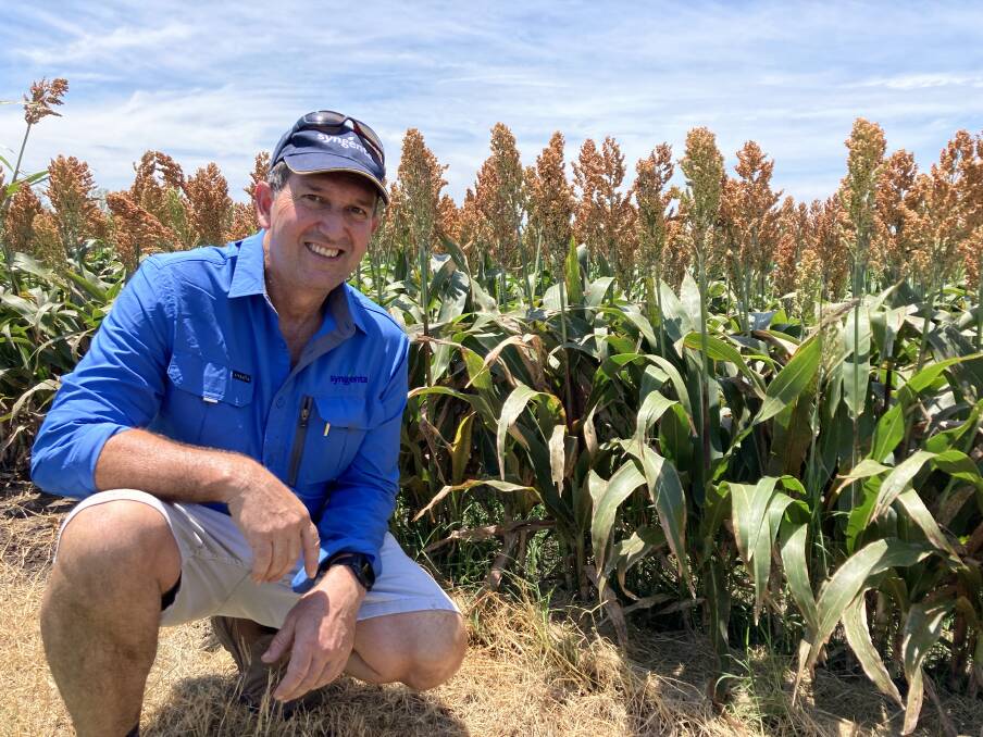 Syngenta field biology manager Rob Battaglia said the new use patterns for Dual Gold in sorghum, cotton and fallow centre on extending application flexibility and residual activity of the herbicide on target weeds.