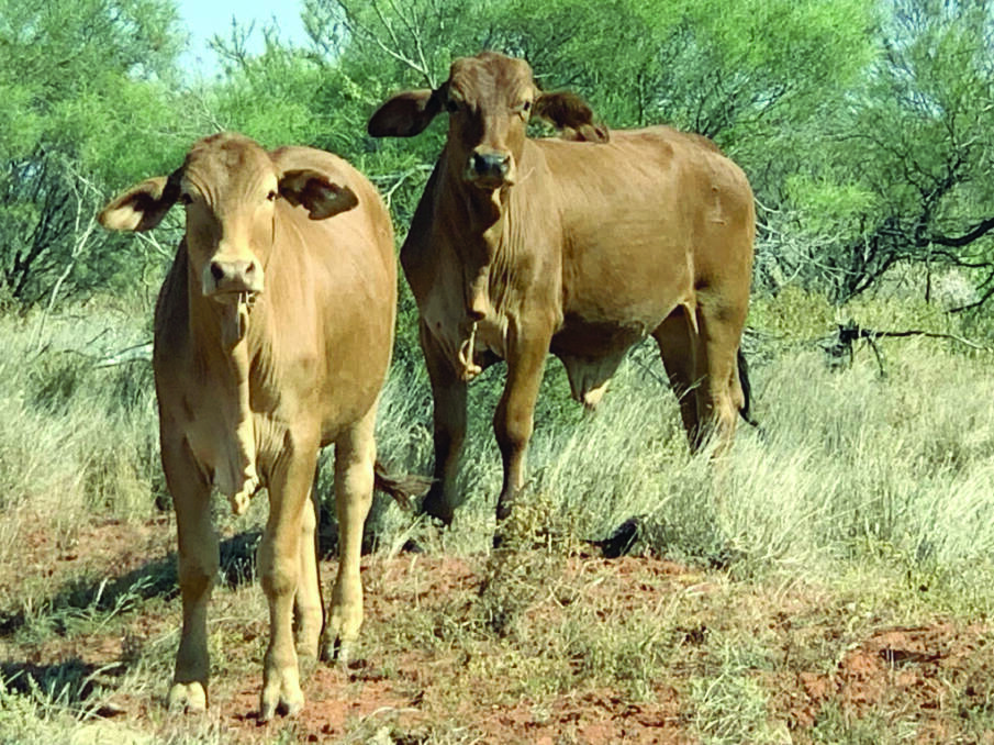 One of the biggest vendors in the pastoral pens will be Gordon Cattle Company, with an offering of 350 Droughtmaster cross steers from its Cooralya and Boologooro stations.