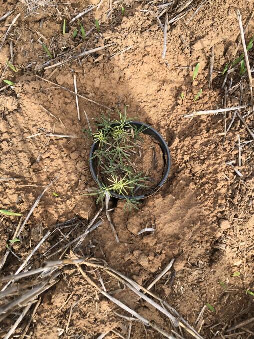 Lupins placed in a barley paddock have suffered off-target damage in a canary pot trial in South Australia. Photo by Craig Davis.
