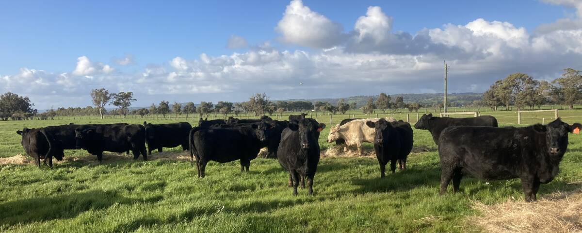 Elysian Farms, Brunswick, will disperse its herd of 42 Angus cows and one Murray Grey, sixth calvers in the sale. They are all PTIC to Mordallup Angus bulls and are due to calve from October 25 to December 27.
