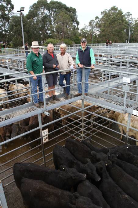 Nutrien Livestock, Boyup Brook agent Jamie Abbs (left), vendors Ray and Adele Johnstone, Bridgetown and Laurence Grant, Nutrien Livestock, Bridgetown, look over some of the Johnstone family's 81 Angus and Murray Grey steers and heifers that sold to $2138 and 550c/kg at Nutrien Livestock's day two June Special beef store cattle sale at Boyanup last week.
