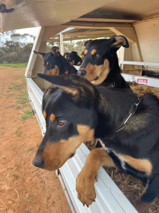 The Woonwooring Kelpies got plenty of pats at Newdegate, with sheep dog demonstrations entertaining those young and old.
