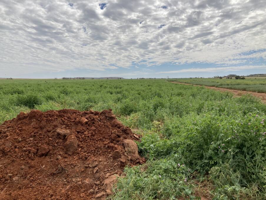 A new project from the Mingenew Irwin Group will be investigating how fertiliser use and other land management relate to the bigger soil health picture.