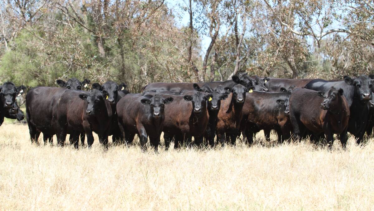 Some of the 52 mixed sex March-April drop Angus calves to be offered by Mardella vendors Peter and Margaret Bates, JH & JM Bates.