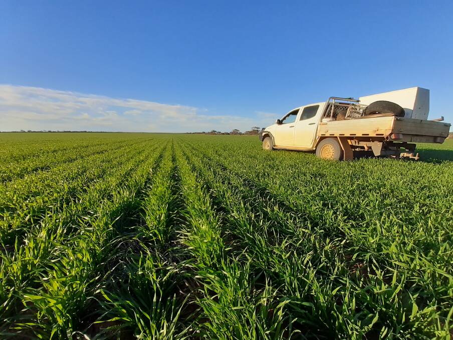 At Yuna, Rockstar wheat sown two weeks after ex-Tropical Cyclone Seroja was looking good. Photo by Alex Grove.