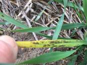Maximus CL barley at Wittenoom Hills showing the leaf marks typical of the Spartacus yellows physiological leaf spotting. Photo by Andrea Hills, DPIRD.