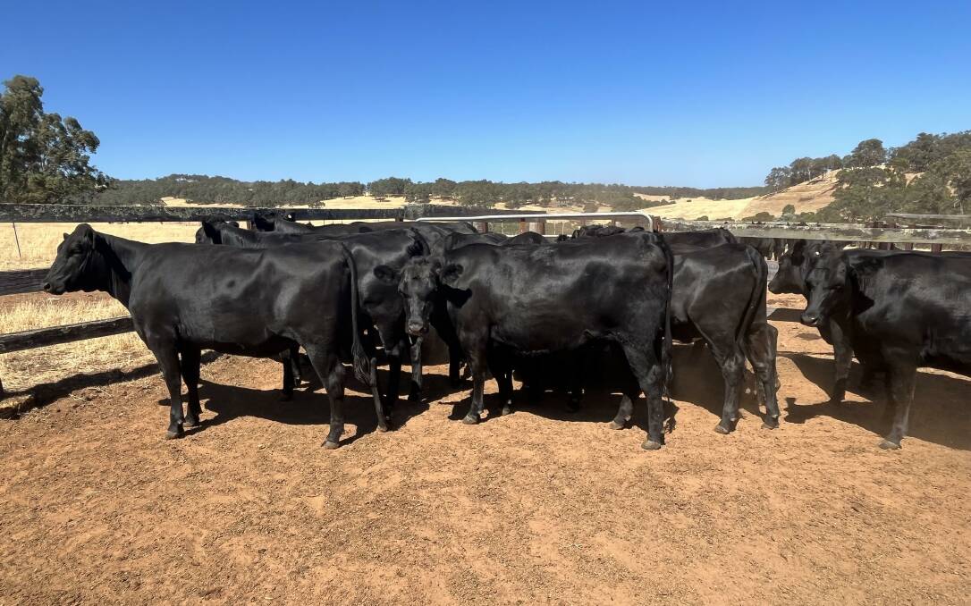 Repeat vendors the Parravicini family, RJ & G Parravicini, Harvey, will offer 20 Angus-Friesian heifers from their dairy enterprise which will be aged 14 to 20-months-old.