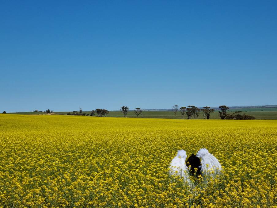 The Canary had a pivotal scene filmed in the charity canola fields in Wongan Hills, thanks to Wongan-Ballidu Football Club.