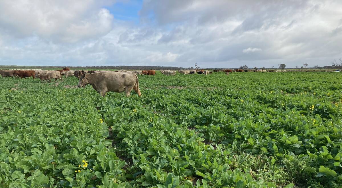 Simon Wallwork, Corrigin, stopped for a photo of his Bonito canola while moving cattle through. "(This is) one of the best starts to the season we have experienced  great early rains and a mild May meant early sowing opportunities and good growing conditions," Mr Wallwork said.