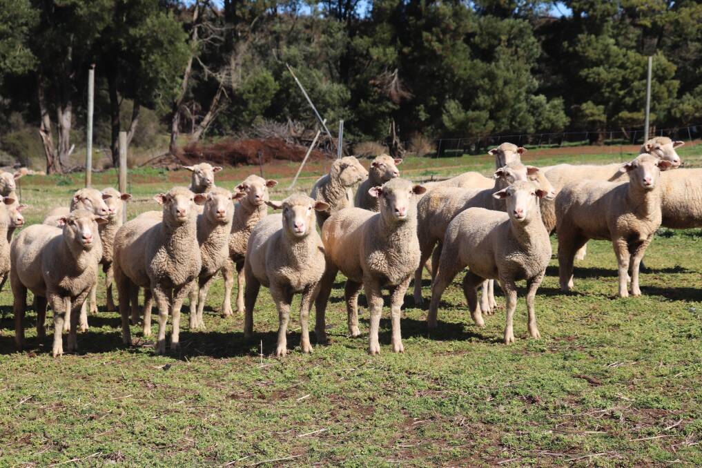 Sheep weren't always a part of the business plan but in 2012 the Wauchopes decided it was time to get back into sheep. They run crossbreds, breeding from his best Texel lambs and he has Merino ewes which are mated to Texel rams.