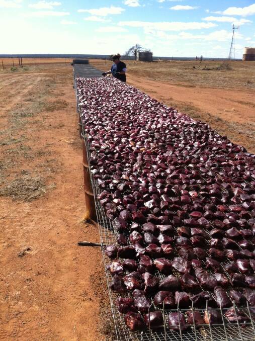 The Central Wheatbelt Biosecurity Association laid 13,300 baits across the region through ground and aerial baiting and 24,000 dried meat baits were made by the group to be used by landholders. 