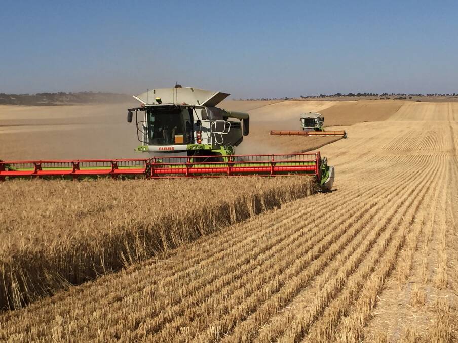 The project aims to provide growers with an improved understanding of the risks and rewards attached to both tall and short harvested stubble. Photo by Cherie Pearse.