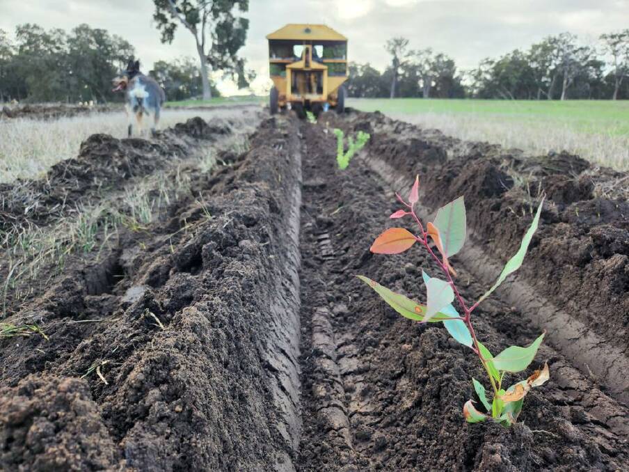 They have already planted more than 28,000 trees, with more to come, to help slow the flow of water through their paddocks and into the Blackwood Creek catchment.