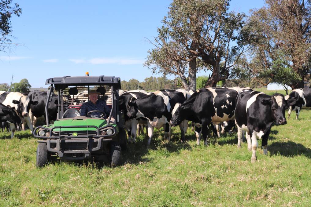 Out among the cattle he loves, John Goyder takes a calm approach to cattle farming.