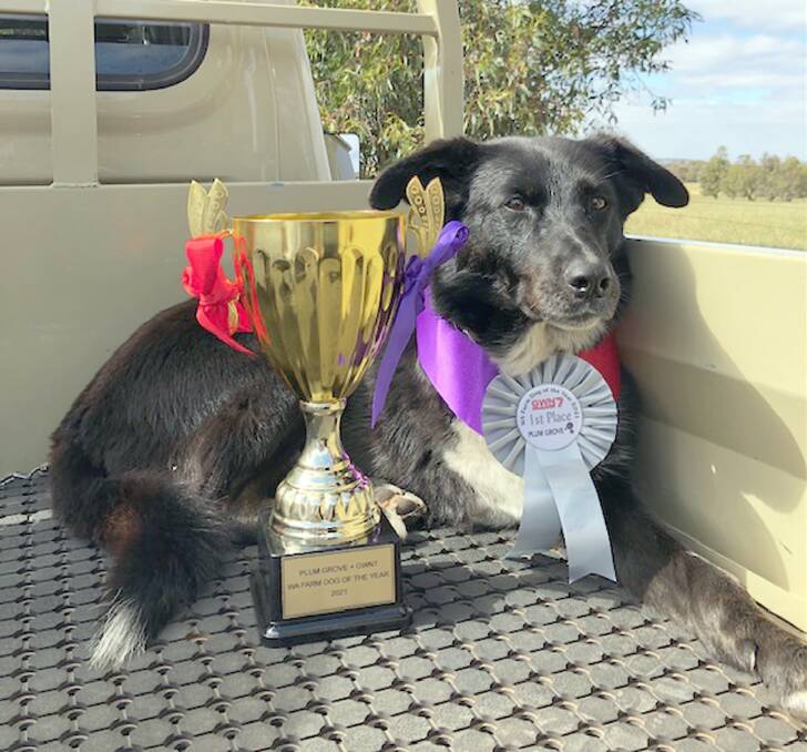 Spider announced as the 2021 WA Farm Dog of the Year.