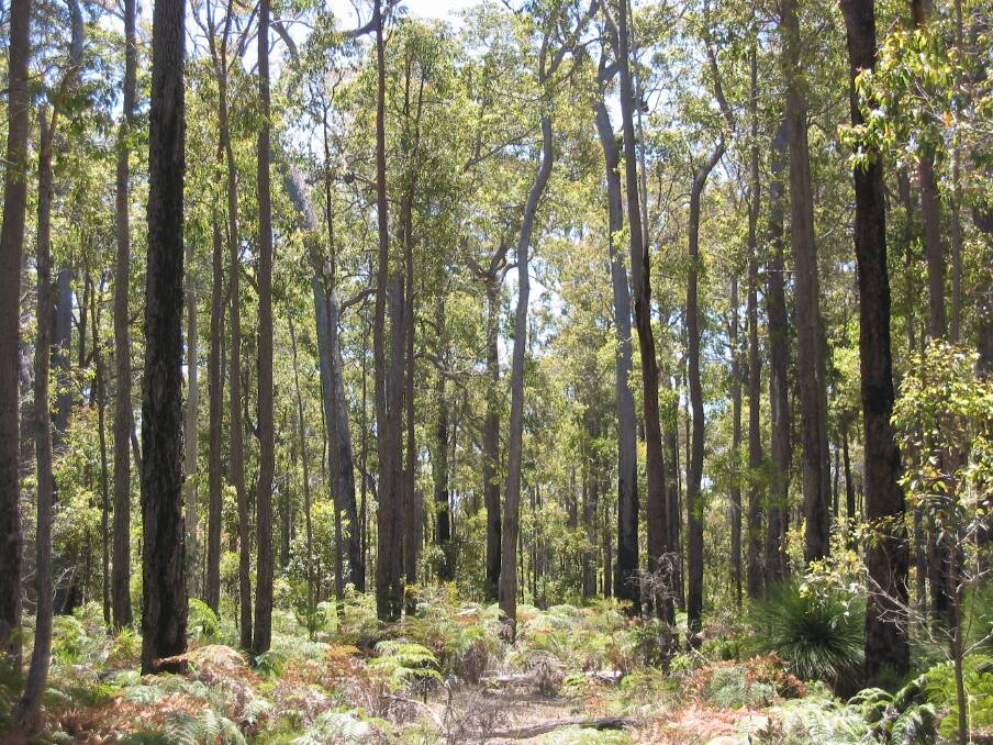According to the State government the jarrah sawlog volume requested by industry for 2022, was in excess of 160,000 tonnes, a 78pc increase over the historic average.