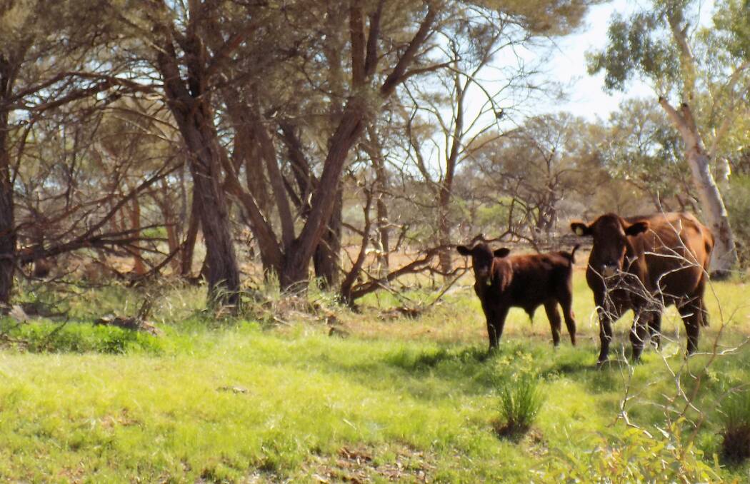 Well-established Murchison cattle station
