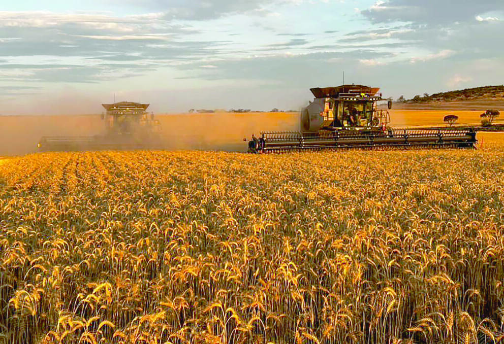 How Australian growers sell their grain is likely to be the biggest factor to impact grain prices in the next month.