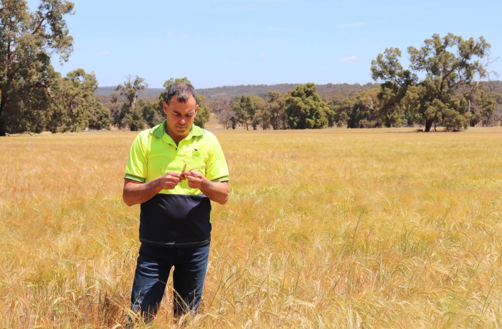 GrainGrowers Limited chair Rhys Turton at his cropping and sheep farm in York, WA.