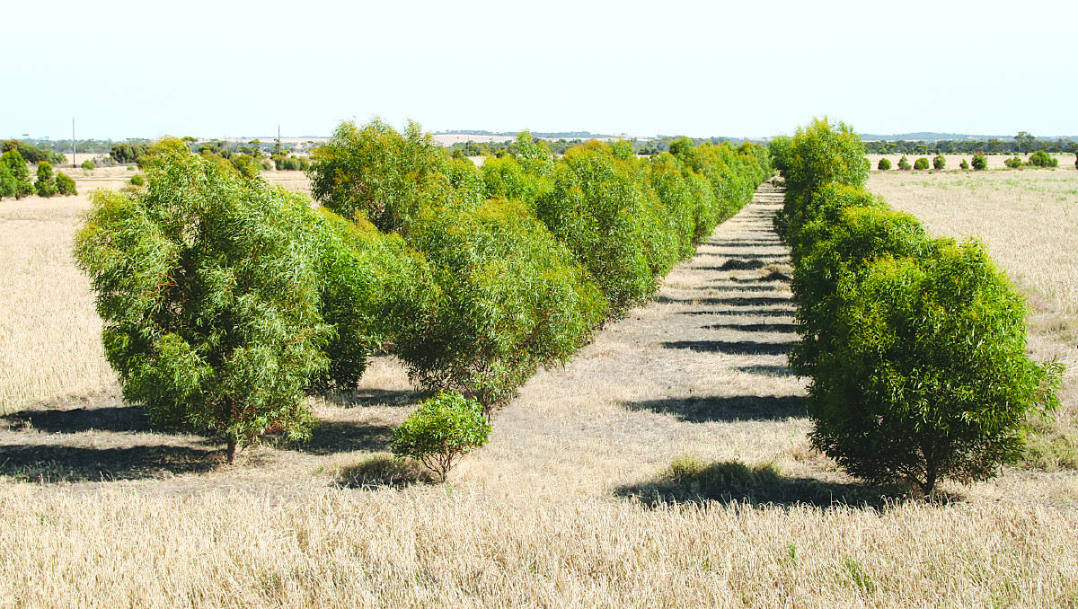 A mallee tree farm.