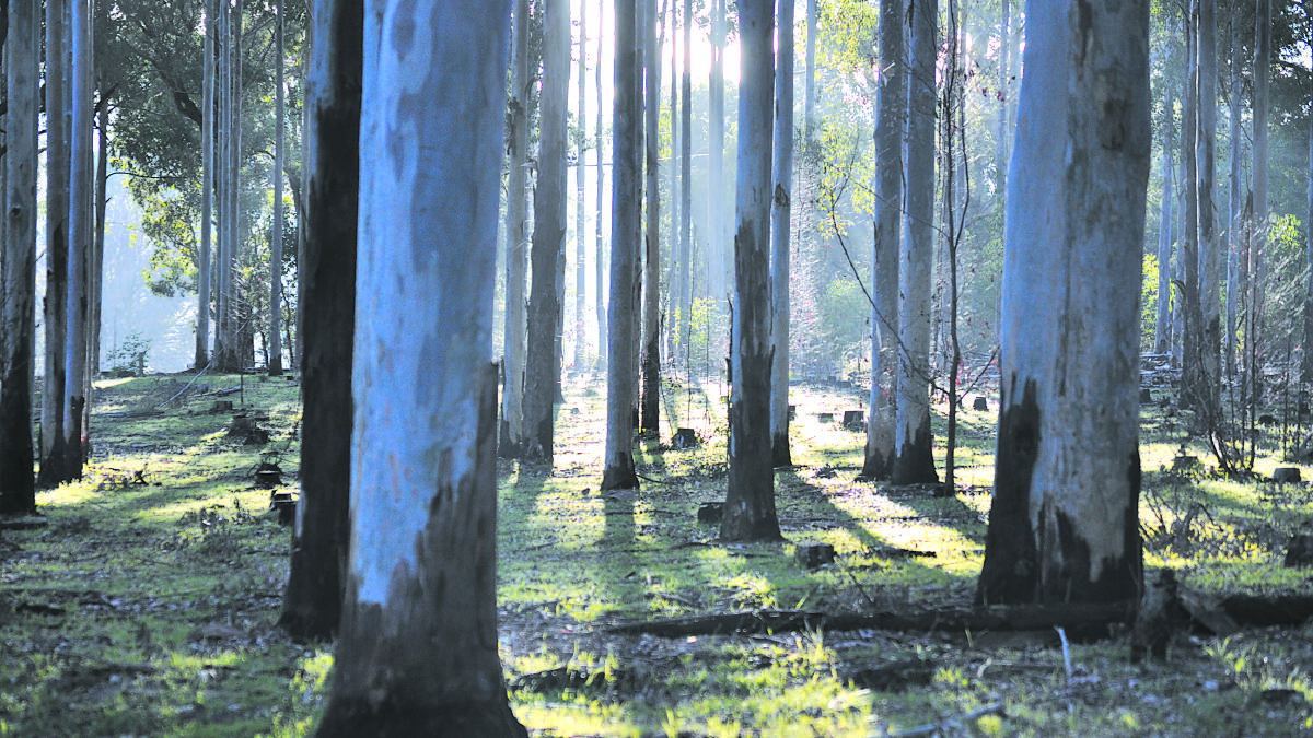 Farm forestry was touted as a golden opportunity for landowners at the WAFarmers Carbon and Farming Conference at Rendezvous Hotel last week.