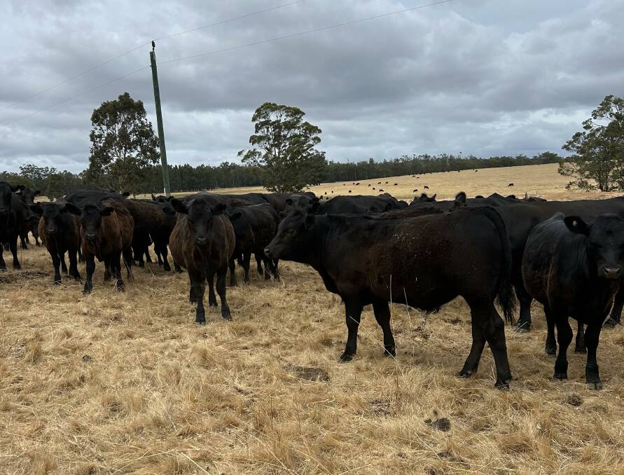 A line of 100 Angus steers that are 8-10mo, weighing between 280kg and 360kg, that will be offered by GM & MA Kilrain, Manjimup, at the store sale.