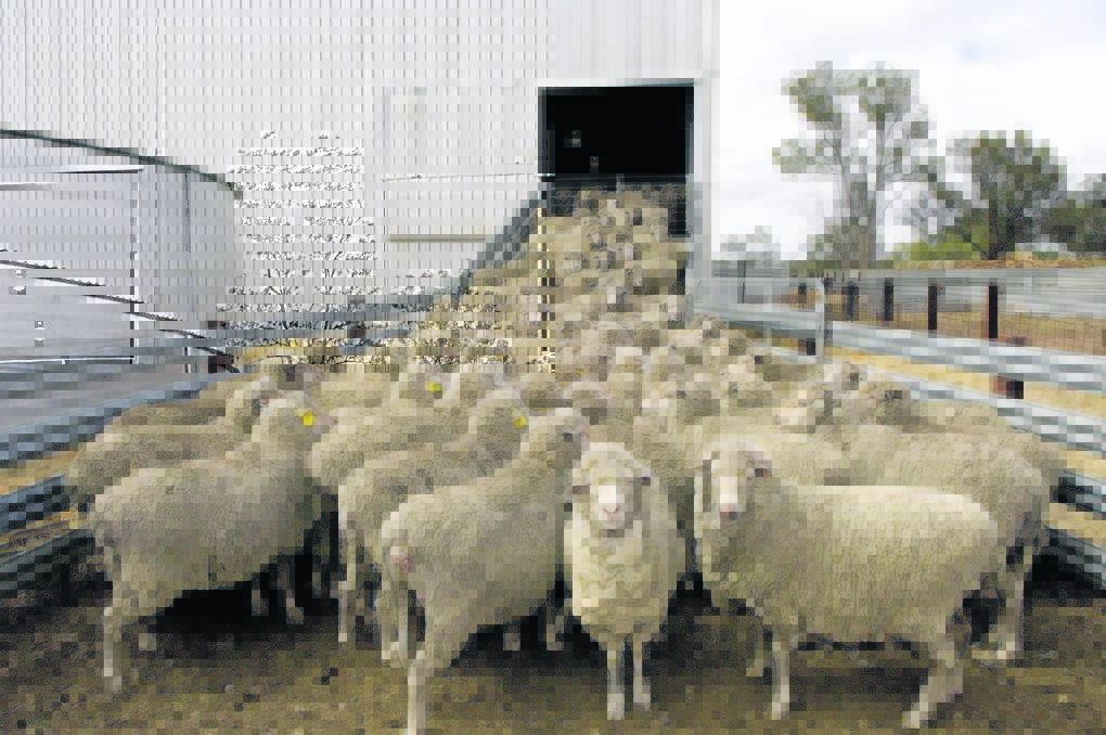Some woolgrowers were reporting reduced protection levels by blowfly protection chemicals.