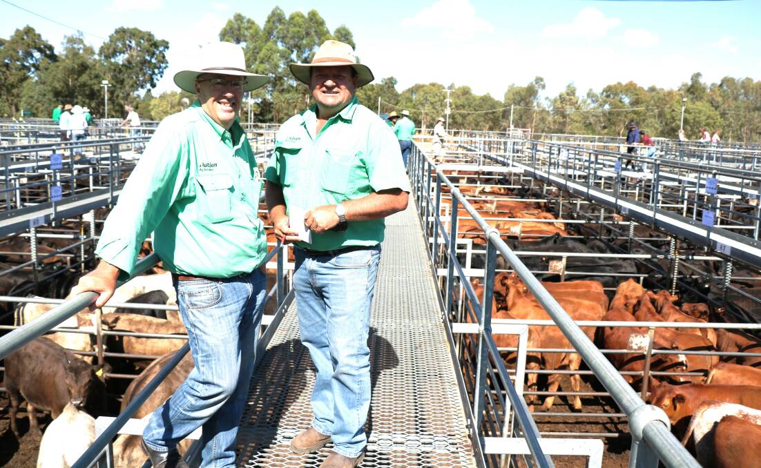 Nutrien Livestock South West livestock manager Mark McKay (left) and Nutrien Livestock, Manjimup representative Brett Chatley before the successful weaner sale at Boyanup last week where live export buyers added strong support.