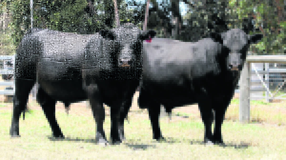 Willarty Angus, Coolup, will offer four rising two-year-old Angus bulls at the Elders final store cattle sale of the year at Boyanup on Friday, December 15, commencing at 9am.