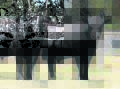 Willarty Angus, Coolup, will offer four rising two-year-old Angus bulls at the Elders final store cattle sale of the year at Boyanup on Friday, December 15, commencing at 9am.