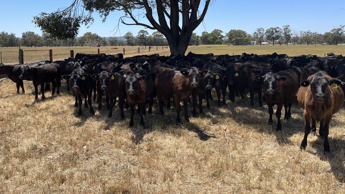 L & V Fitzpatrick, Waroona, is gearing up to offer 90 Angus-Friesian steers that are 8-10mo.