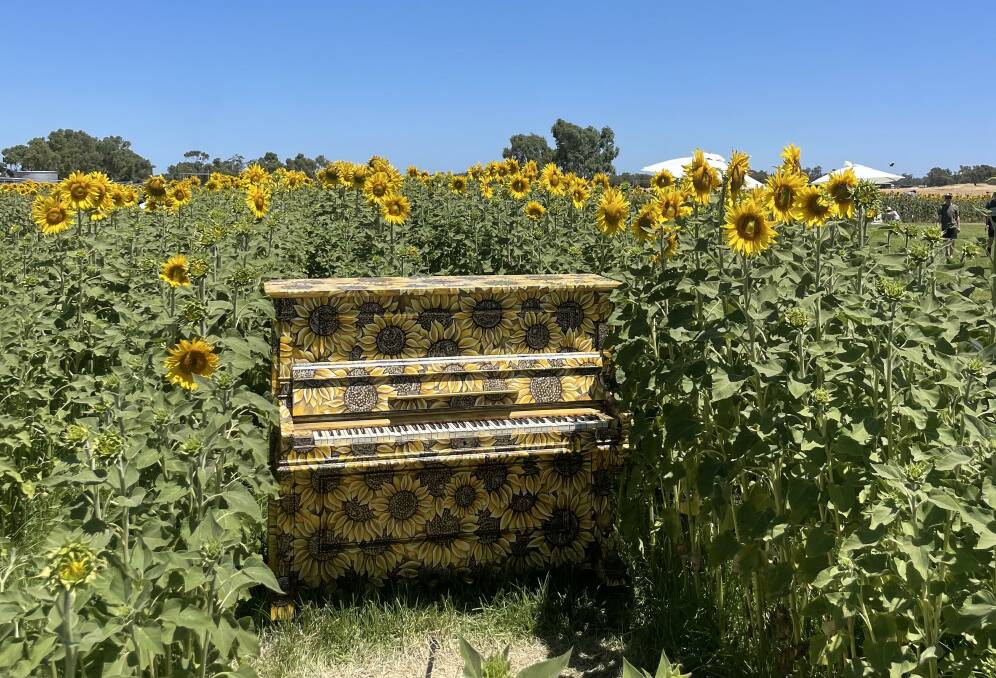 Paths within the sunflower paddock create a mini-maze and plenty of insta-worthy moments. Picture: By Kyah Peeti.