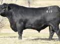 MISSING BULL: Texas Powerplay, purchased by Kelly Angus for $108,000 in 2020, has turned up on a neighbouring property.