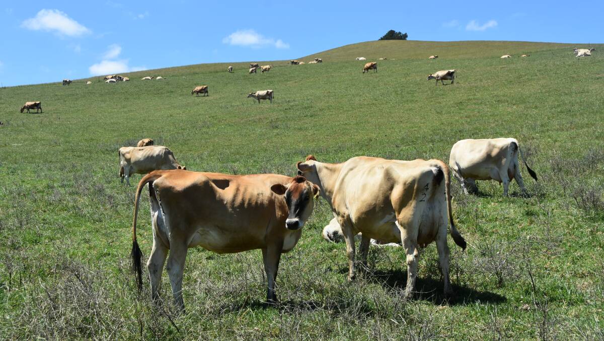 The December Dairy Australia Situation and Outlook report forecasts milk production will remain steady over the 2023/24 season, despite the anticipated impacts of the El Nino. Picture by Andrew Miller