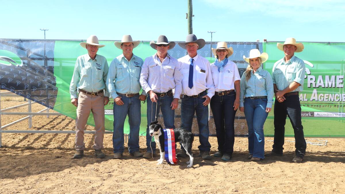 Marty Addy, centre, holding Addy's Snip with purchasers John Pointon and Prue Howard, flanked by Frame Rural Agencies' Philip and Beau Frame, Catelyn Russell, and Matt McLane. Picture: Sally Gall
