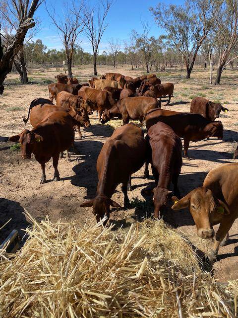 Cattle on the property have had sufficient feed to date but will need supplementary feeding by September if there's no rain.