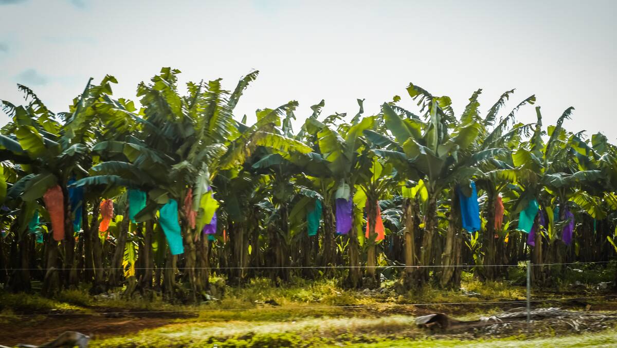 Biosecurity Queensland Panama TR4 program leader Rhiannon Evans said a surveillance team had spotted a banana plant showing symptoms typical of the disease during a routine property inspection.