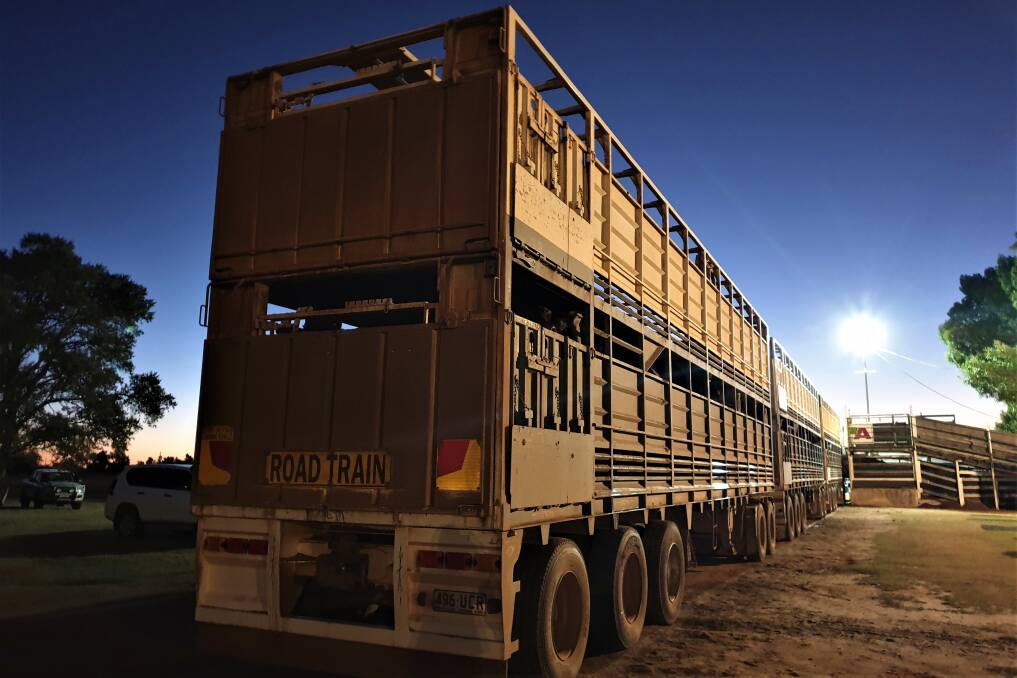 Filling up: The livestock transport industry hasn't been as affected by announcements of closures to COVID-19 hotspots as the freight industry, to date. Picture: Sally Gall.