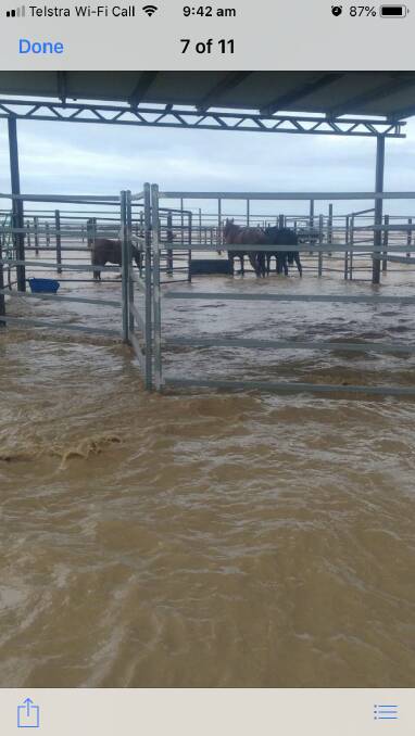 The stallions standing in water in the Channel Downs horse yards.