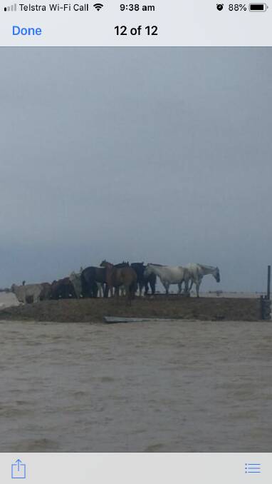 Ron Cook's phone photo shows the refuge on the loading ramp that their stock horses stood on for three days.