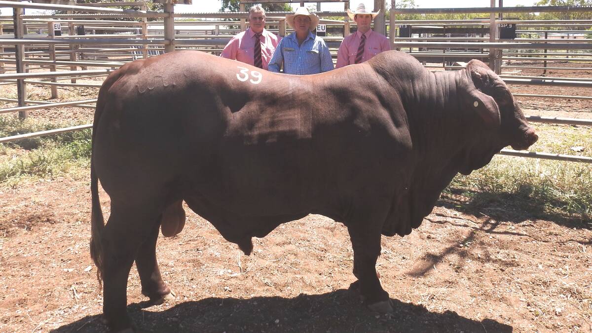 Wajatryn principal Warren Kenny (centre) with Elders representatives Brian Wedemayer and Jock Oates, and the top-priced bull, Wajatryn 2850. Picture - Carolyn Kenny.