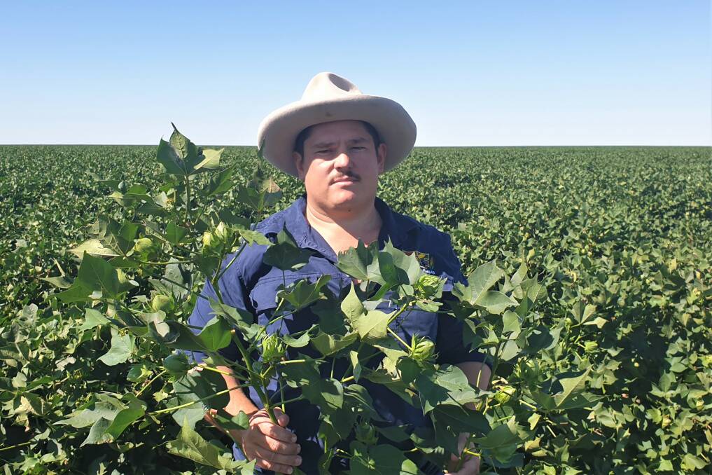 Lucas Findley shows how the cotton fruit is developing on the 172ha Etta Plains crop. He says its bolls are developing around the edges rather than through the centre of the plant, which should still yield well.