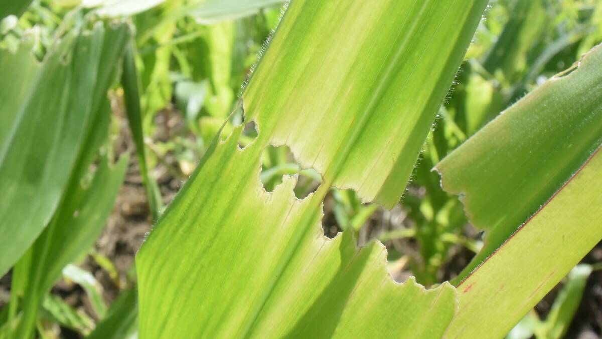 Fall armyworm damage to a corn crop that would have been cut for silage. The newly arrived pest is presenting a real challenge for farmers. Picture by Jamie Brown