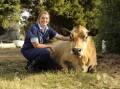 Vet and dairy farmer Lucy Collins recently completed a Nuffield scholarship. Picture supplied