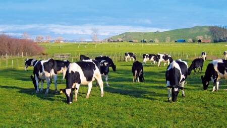 Fonterra is targeting emissions reductions from its farmer suppliers. File picture