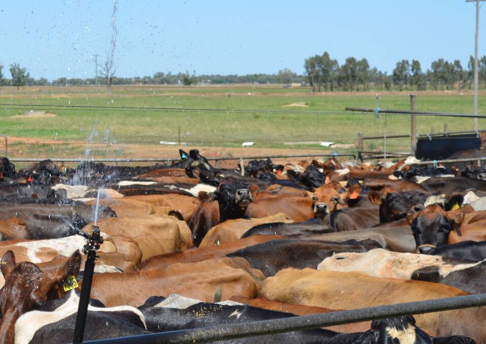 Twenty per cent of the nation's milk production comes from the Murray Darling Basin region. File picture Carlene Dowie