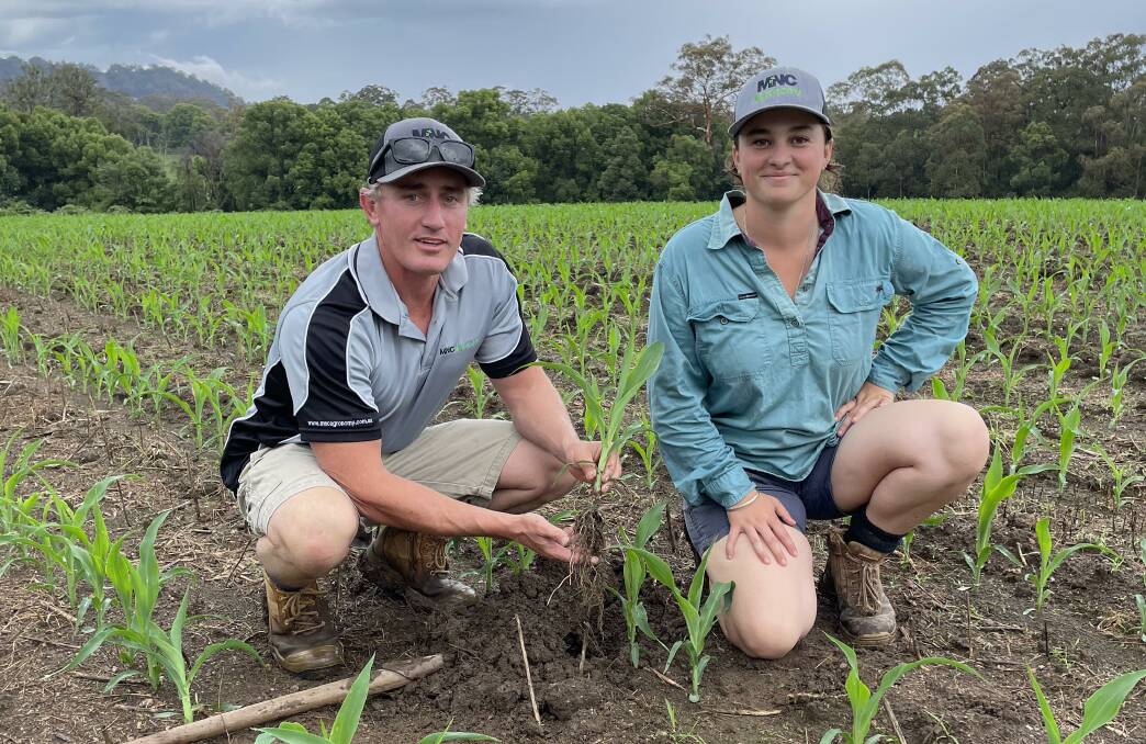 Taree-based agronomist Matt Thompson with dairy farmer Hannah Bake, Crossmaglen via Coffs Harbour, NSW, inspecting corn for fall armyworm last year. Picture by Jamie Brown