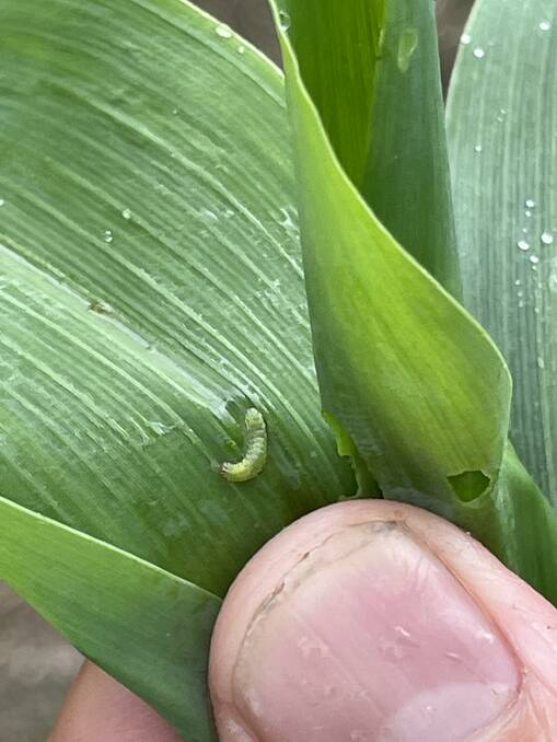 A young fall armyworm grub deep in whorls of corn can be hard to see. Picture by Jamie Brown